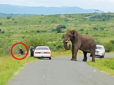 Bị chú voi khổng lồ ghé thăm, chàng trai bỏ cả xe chạy "té khói" trốn vào bụi rậm