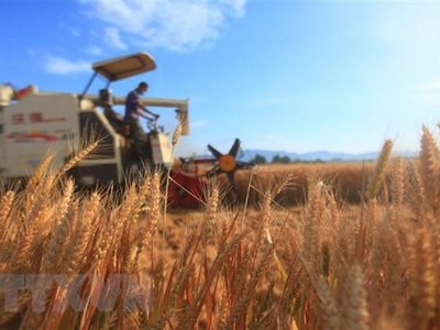 Nông dân thu hoạch lúa mì trên cánh đồng ở tỉnh Sơn Đông, Trung Quốc. (Ảnh: THX/TTXVN).