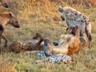 Tập tính kỳ dị của bầy linh cẩu: Lăn qua lăn lại trên xác một con báo