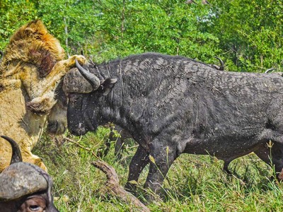 Ảo tưởng sức mạnh, vua sư tử bị trâu rừng vùi dập không thương tiếc