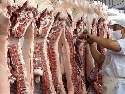 Bộ NN&PTNT chủ trì, phối hợp với các cơ quan liên quan nghiên cứu phản ánh liên quan đến vấn đề xuất khẩu thịt lợn.