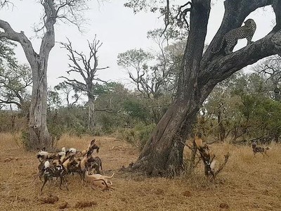 Khi báo hoa mai trở thành con mồi của chó hoang