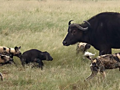 Đẳng cấp của chó hoang, thợ săn số 1 vùng đất hoang dã châu Phi