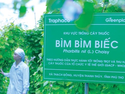 Traphaco luôn đảm bảo cân bằng 3 mục tiêu: tăng trưởng kinh tế gắn với bảo tồn hệ sinh thái xanh và phát triển cộng đồng xã hội.