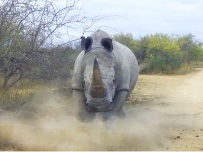 Tê giác điên húc người