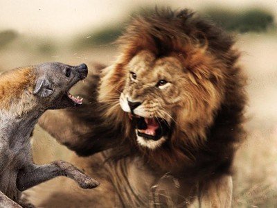 Vua sư tử nổi cơn thịnh nộ khi bị linh cẩu cắn đuôi