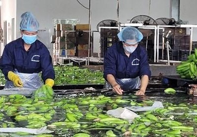 Công nhân của Công ty Cổ phần cao su Thống Nhất sơ chế, rửa sạch chuối trước khi đóng gói xuất khẩu đi thị trường Trung Quốc và Hàn Quốc. (Ảnh: Hoàng Nhị/TTXVN).