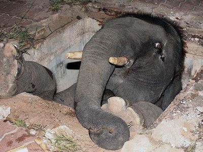 Tiếng khóc ai oán thấu trời xanh của voi mẹ giữa đêm khuya và câu chuyện đầy cảm động sau đó