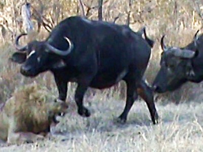 Cuộc chiến vương quyền khốc liệt giữa những "vị vua" sư tử và hành động chen ngang hèn hạ của bầy trâu rừng