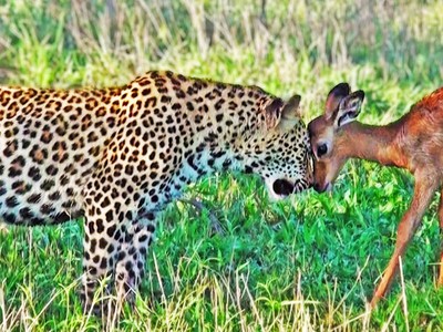 Chú bé báo hoa mai hài hước cứ ngỡ con mồi là bạn chơi cùng
