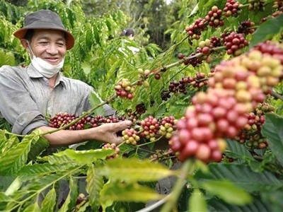Nông dân tỉnh Đắk Nông thu hoạch càphê. (Ảnh: Vũ Sinh/TTXVN)