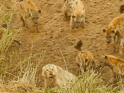 Bắt học đắt giá cho chủng tộc dám cả gan bắt nạt nhà vua