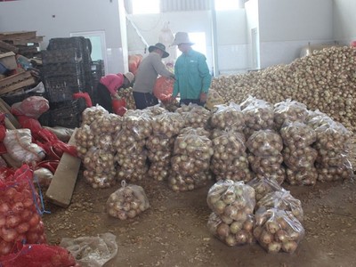 Nông dân huyện Đơn Dương, tỉnh Lâm Đồng thu hoạch hành tây. Ảnh: P.V.