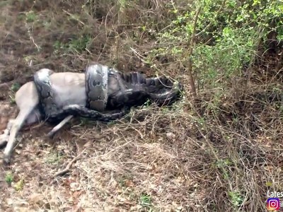 Tham ăn, cố nuốt con mồi, loài trăn lớn nhất châu Phi phải trả cái giá quá đắt