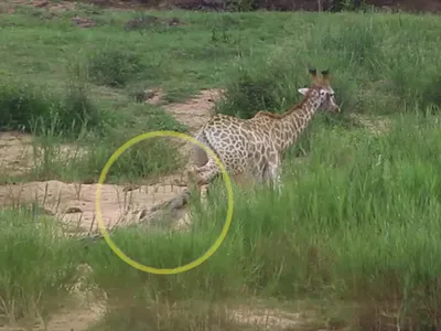 Cuộc chiến tranh giành sự sống của hươu cao cổ trước chúa tể đầm lầy