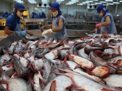 Cá tra Việt Nam đã vượt qua rào cản thương mại để xuất khẩu thành công vào nhiều thị trường lớn như Mỹ, Trung Quốc, Nhật Bản, châu Âu.