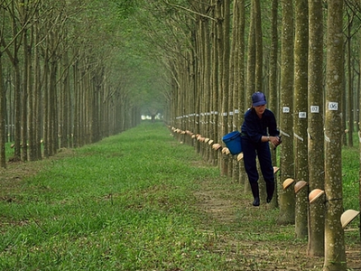 CTCP Cao su Đồng Phú (DPR) thông báo phát hành cổ phiếu để hoán đổi theo hợp đồng sáp nhập