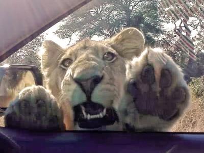 Chú sư tử có sở thích đập cửa sổ xe ô tô của du khách