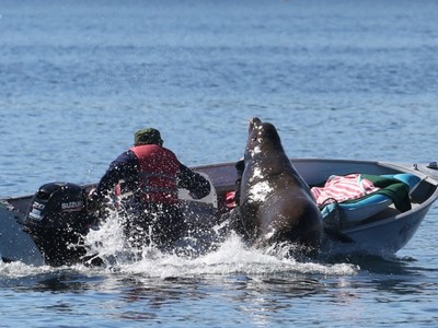 Bị cá voi sát thủ đuổi bắt, sư tử biển cuống cuồng nhảy lên khiến lật cả tàu của con người