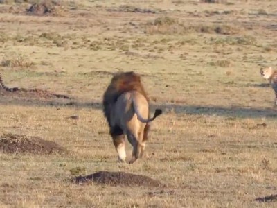 Sư tử thể hiện sức mạnh tuyệt đối trong họ nhà mèo lớn