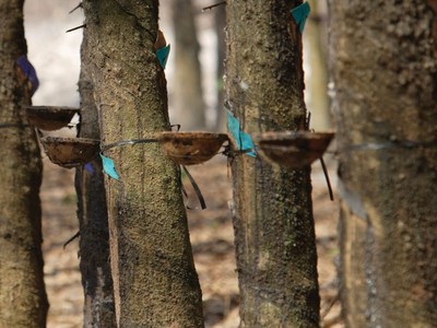 Năng suất cây cao su của Việt Nam năm 2022 bình quân đạt 1.682 kg/ha, cao nhất châu Á.