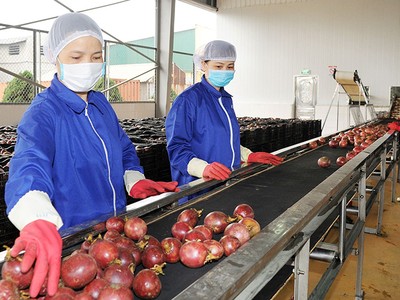 Chanh leo đã qua chế biến xuất khẩu đã mang về 135 triệu USD trong năm 2022, tăng 78% so với 2021.