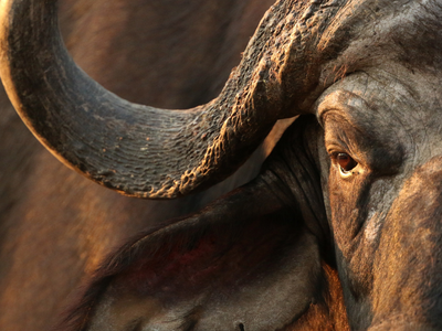 Màn cợt nhả của chú voi trước trâu rừng "không biết đùa" và cái kết