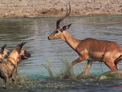 Sinh ra là đã là con mồi, chạy đi đâu cũng không thể thoát khỏi số phận