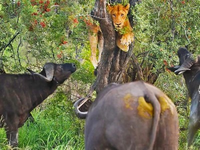 Đến vua sư tử cũng phải "run rẩy" trước cơn thịnh nộ của đàn trâu rừng