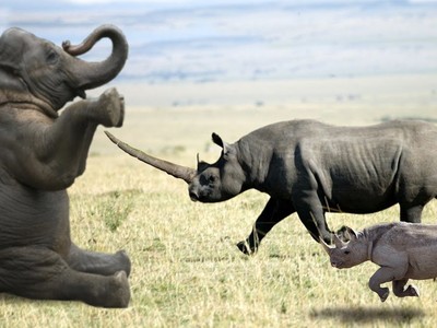 Trận chiến của những sinh vật khổng lồ