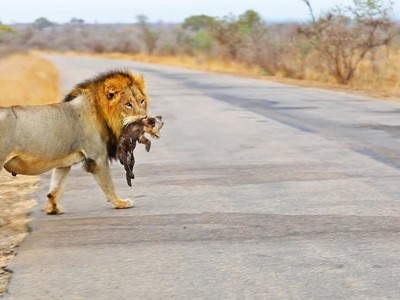 Linh cẩu trả giá đắt vì một phút ngẩn ngơ