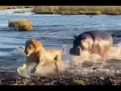 Vua sư tử khốn đốn giữa vòng vây của đàn hà mã "cục súc"