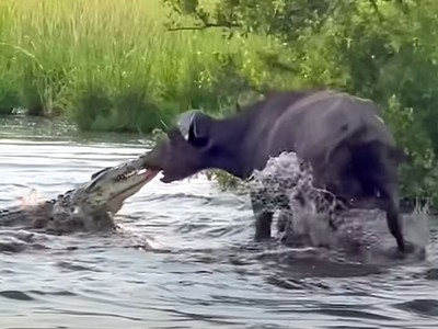 Bị cá sấu sông Nile tấn công, trâu rừng dùng "thần lực" kéo văng cả con quái thú lên bờ
