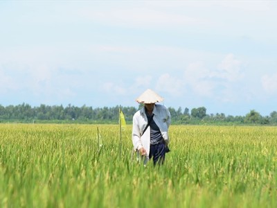 Khánh Hòa chuyển đổi hơn 339 ha từ trồng lúa sang trồng cây hằng năm khác