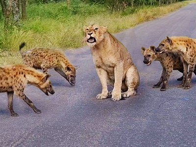 Sa cơ, Vua sư tử rơi vào giữa vòng vây của kẻ thù truyền kiếp