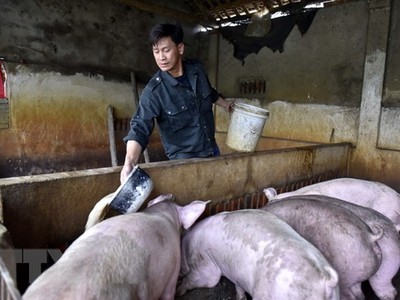 Một hộ chăn nuôi lợn ở Thanh Hóa. (Ảnh: Nguyễn Nam/TTXVN).