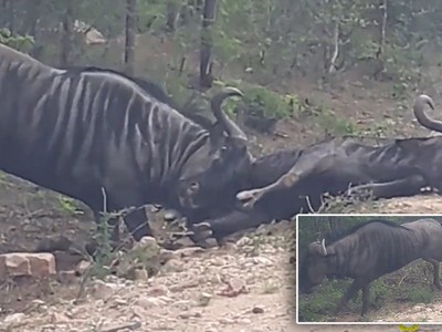 Ra tay cứu nạn, linh dương đầu bò dùng sừng húc bay cả "đồng đội" lên không trung