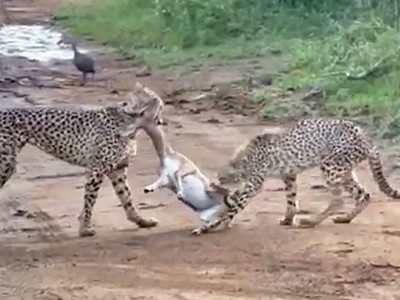 Mãn nhãn trước màn đua tốc độ và hạ gục con mồi cực kỳ ấn tượng của hai "báo thủ"