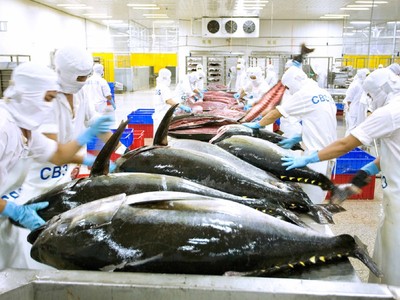 Năm 2022 xuất khẩu cá ngừ sang Israel đạt 36,63 triệu USD, Israel đứng thứ 4/10 thị trường xuất khẩu cá ngừ lớn của Việt Nam.