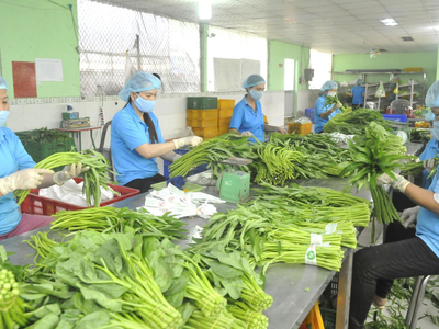 Doanh nghiệp Việt thu gần 230 triệu USD từ bán rau quả sang EU