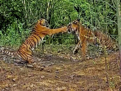 Bảo vệ đàn con, hổ cái sẵn sàng "choảng" luôn cả hổ đực