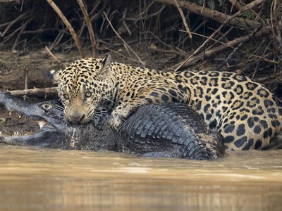 Chiến thần báo đốm "thân chinh" đi săn cá sấu