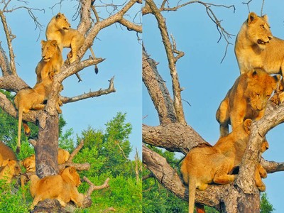 Bí ẩn đằng sau việc cả đàn sư tử bỗng nhiên rủ nhau đi trèo cây