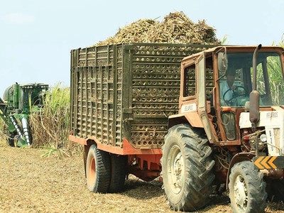 Sức cạnh tranh của các doanh nghiệp sản xuất mía đường đã tốt hơn, nhưng giá thành sản xuất nhìn chung vẫn cao.