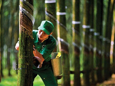 Giá mủ cao su đang neo ở mức thấp.