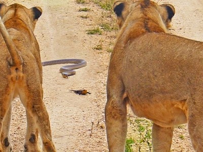 Chúa tể lì lợm, một mình chú thằn lằn bé nhỏ "chấp hết" từ rắn hổ mang cho đến sư tử