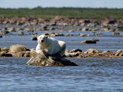 Thợ săn gấu trắng Bắc Cực thi triển kỹ năng săn cá voi Beluga cực kỳ điệu nghệ