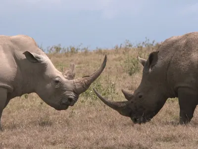 Màn đọ sừng long trời lở đất giữa hai con tê giác khổng lồ