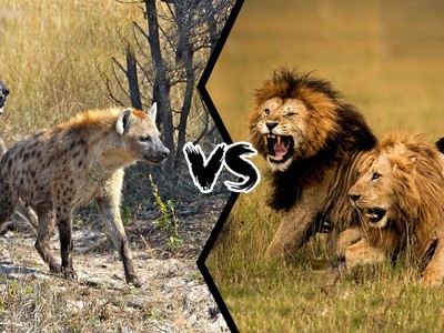 Cuộc tập kích bất ngờ của đàn linh cẩu đói khát nhằm vào bầy sư tử