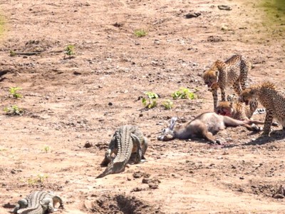 Vất vả cả ngày đi săn, đàn báo vẫn bị cá sấu cướp trắng miếng ăn